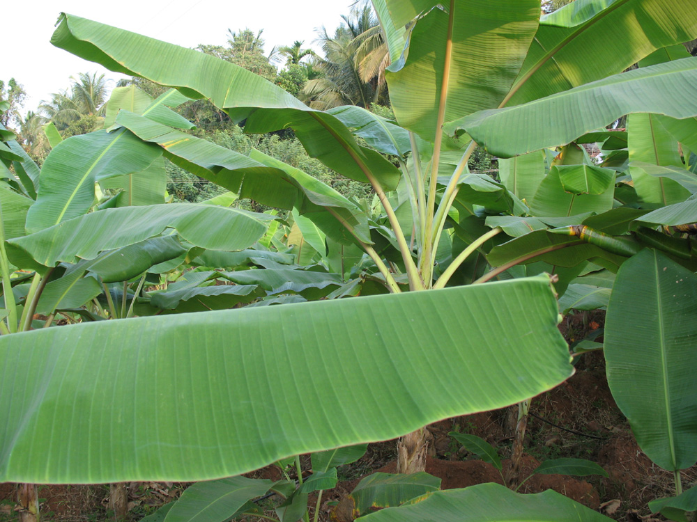 Agriculture