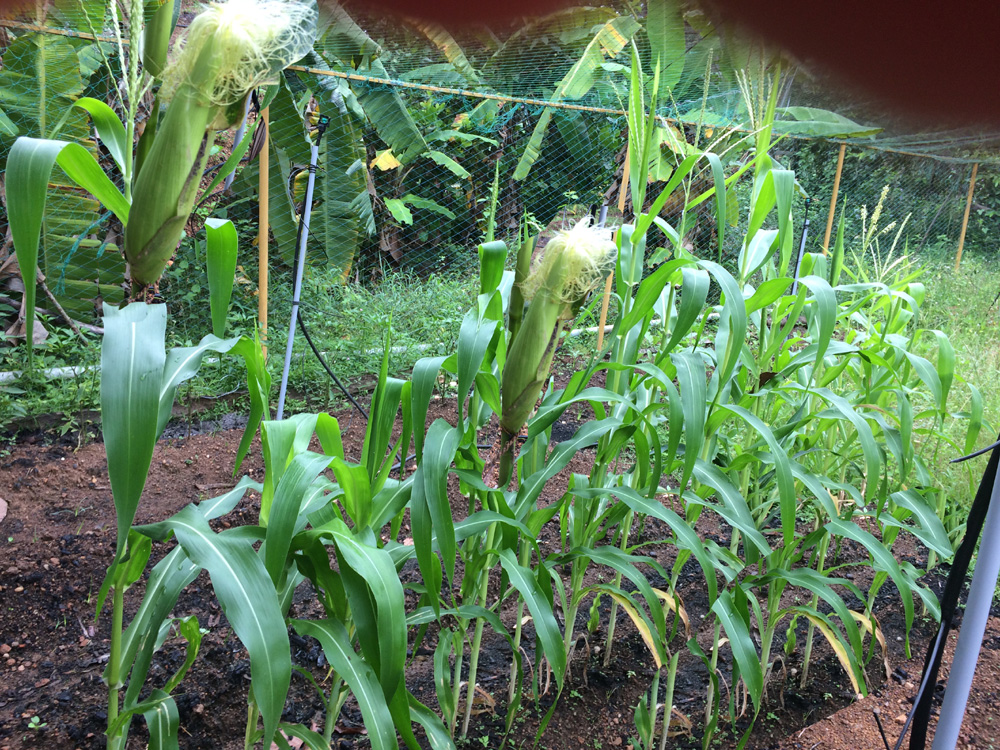 Agriculture
