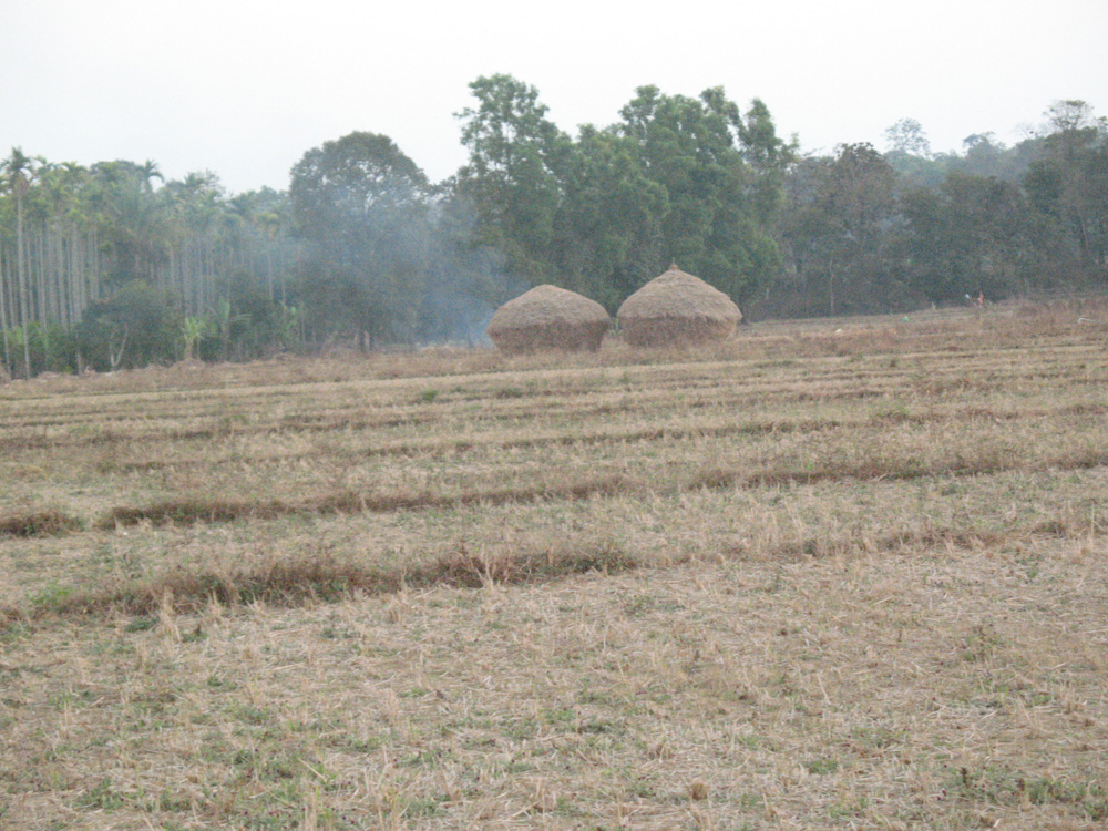 Agriculture