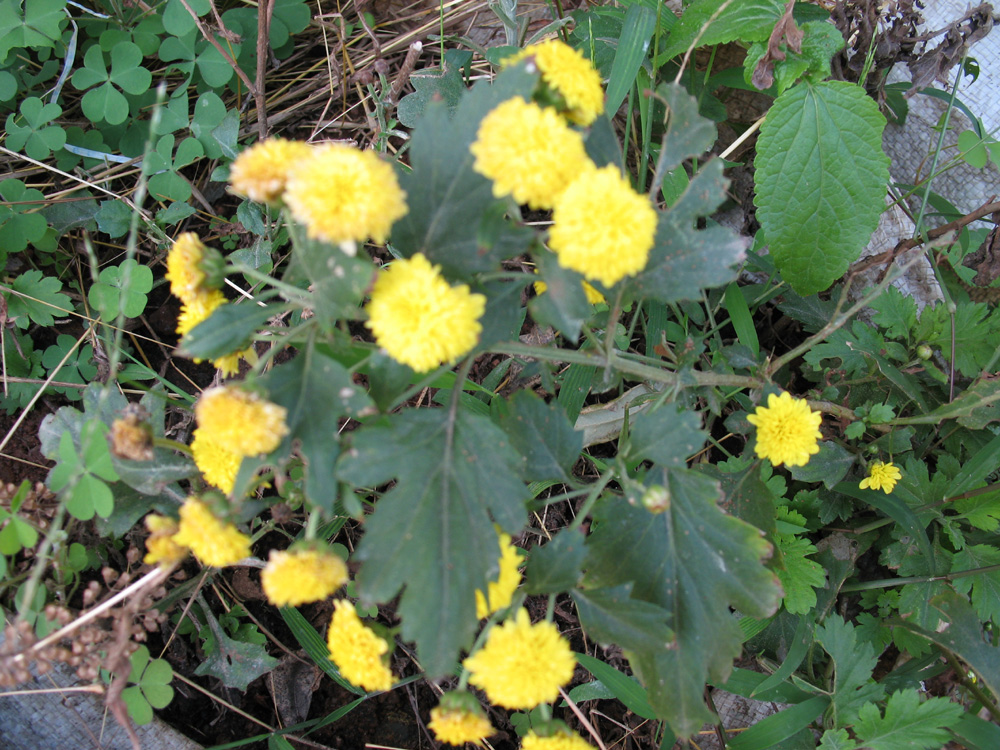 chrysanthemums