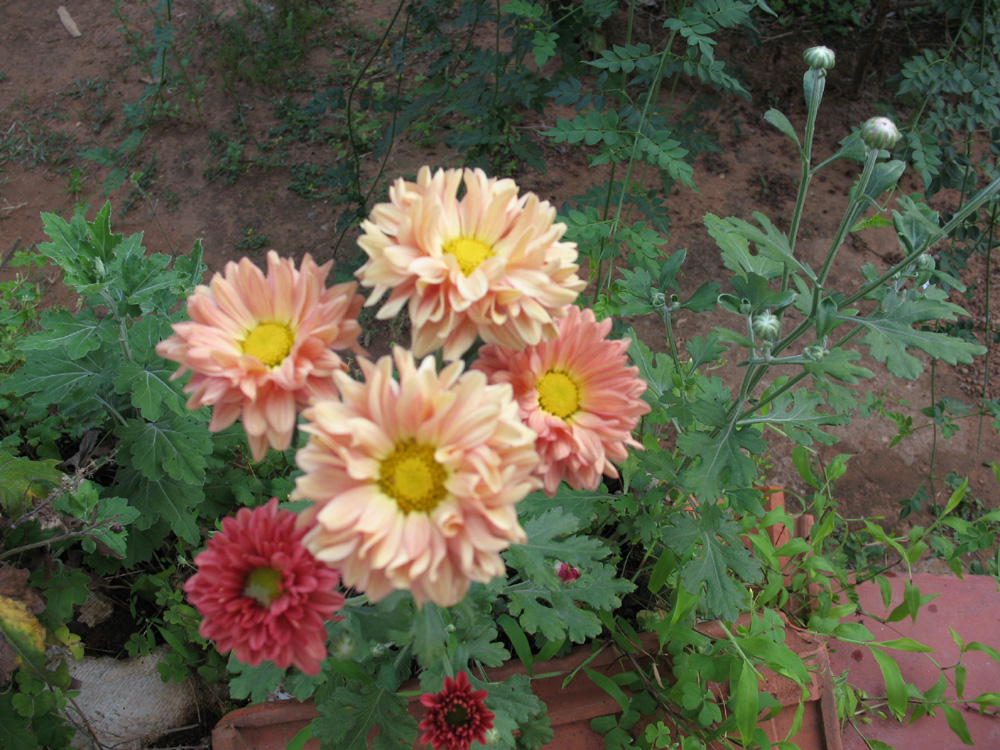 chrysanthemums