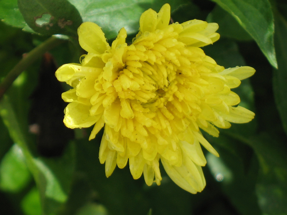 chrysanthemums