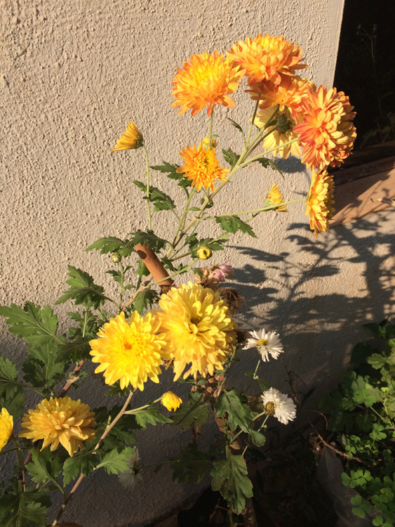 chrysanthemums