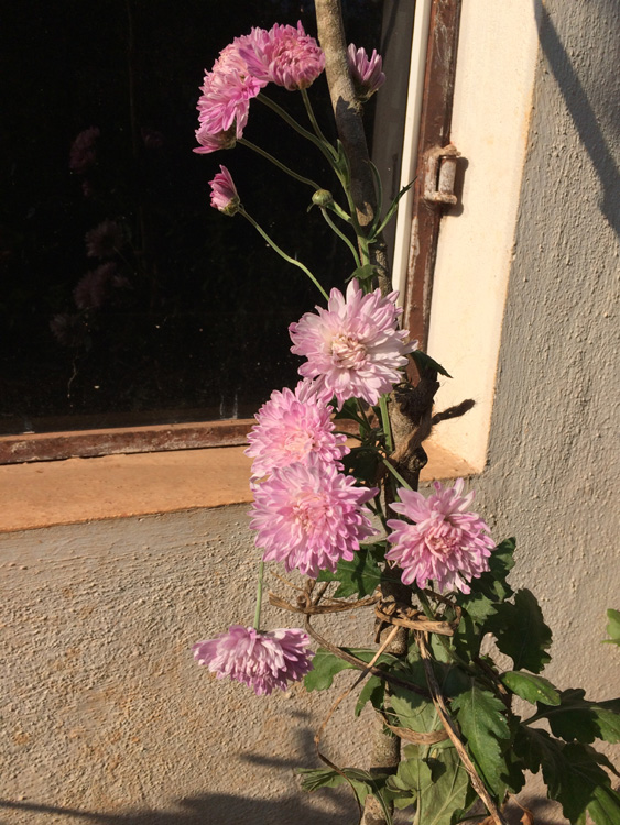 chrysanthemums