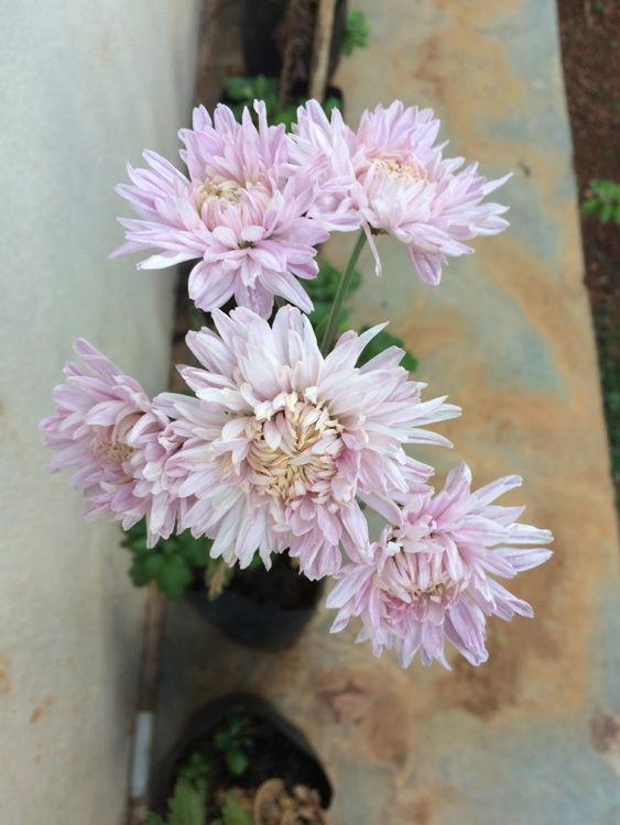 chrysanthemums