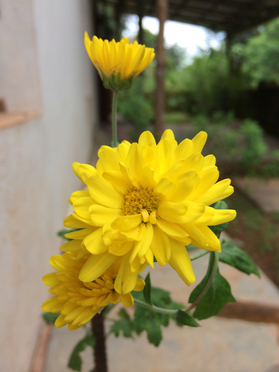 chrysanthemums