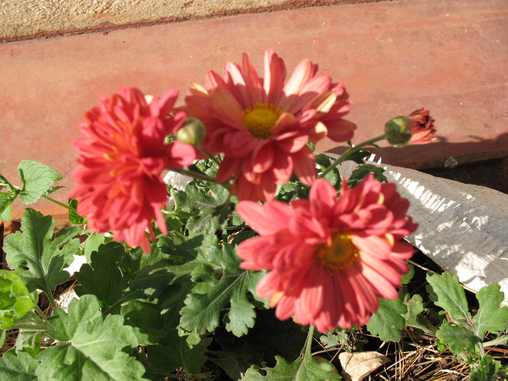 chrysanthemums