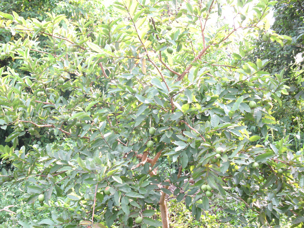 fruits