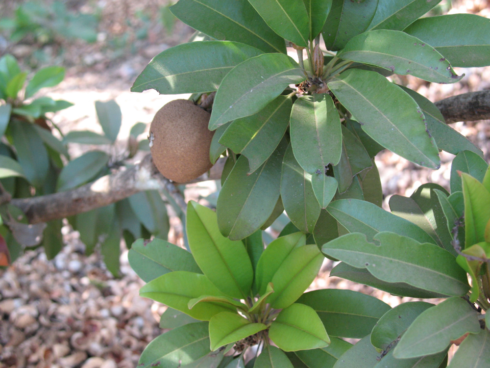 fruits