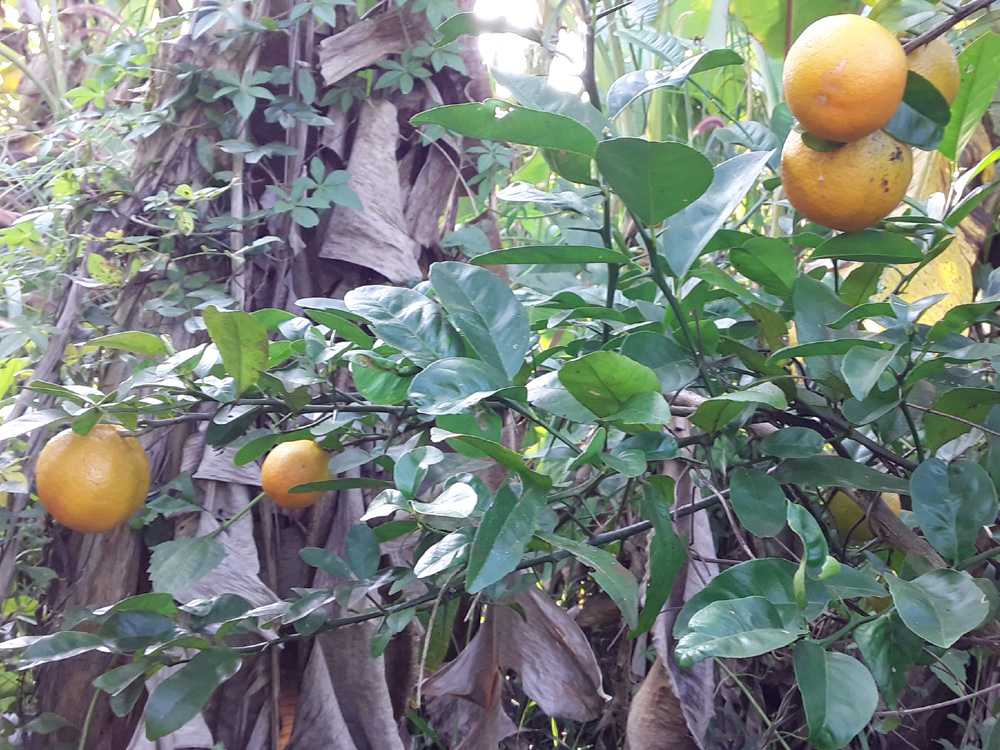 fruits