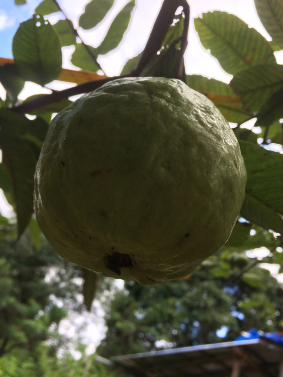 fruits