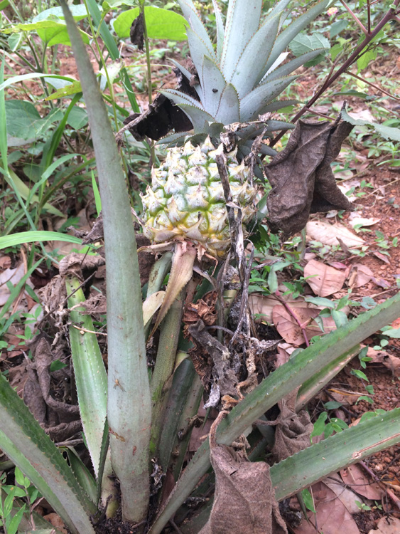 fruits