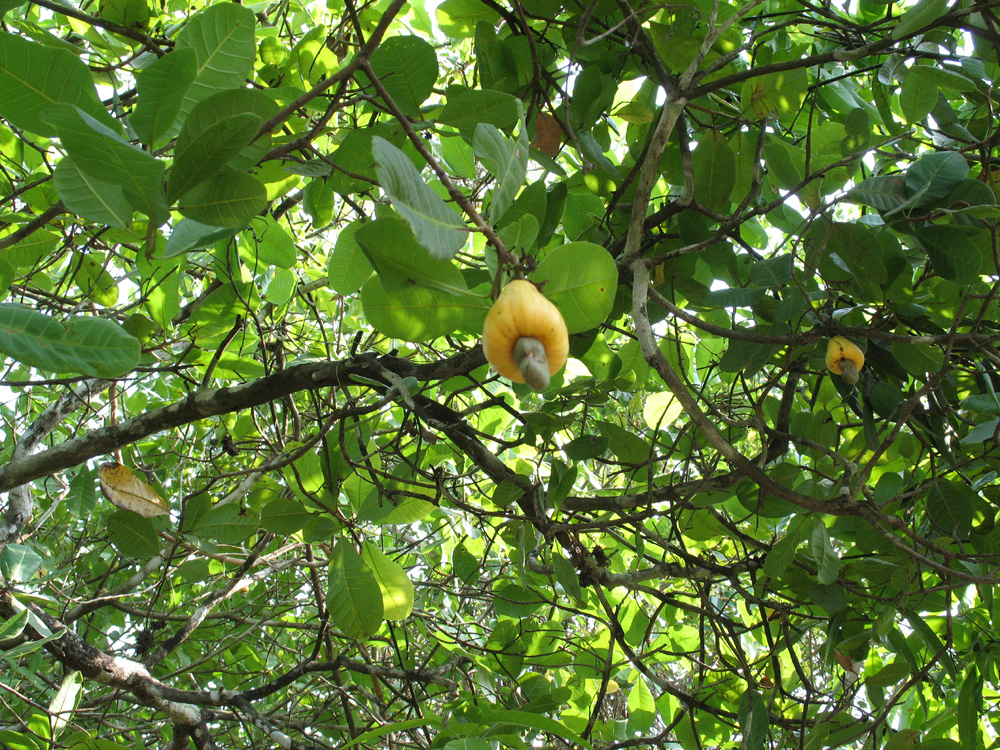fruits
