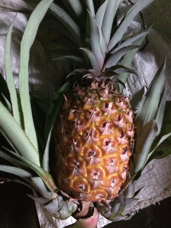 fruits