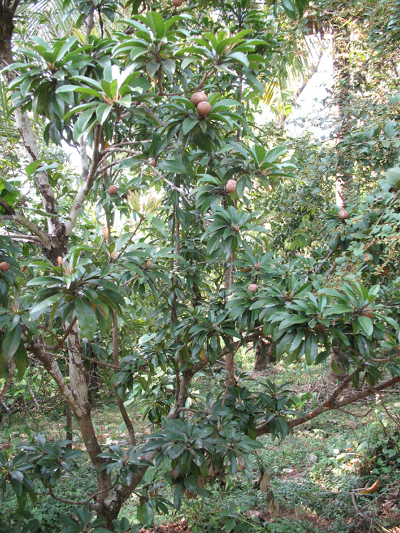 fruits