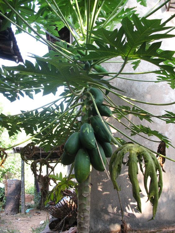 fruits