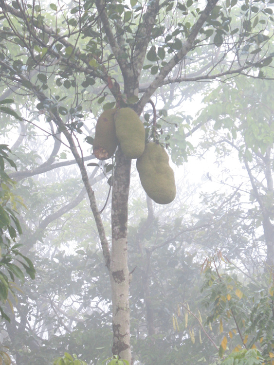 fruits