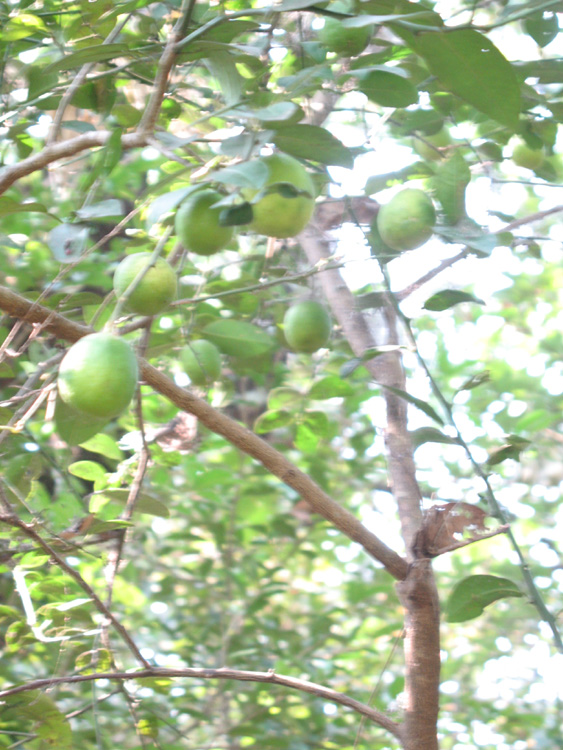 fruits