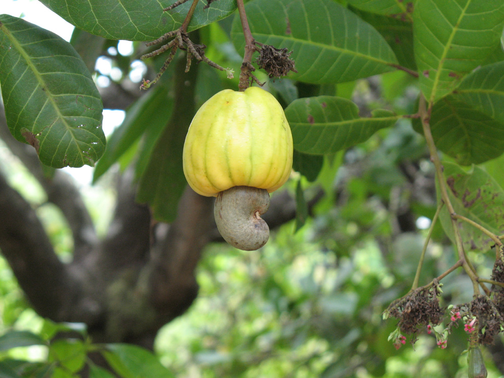 fruits