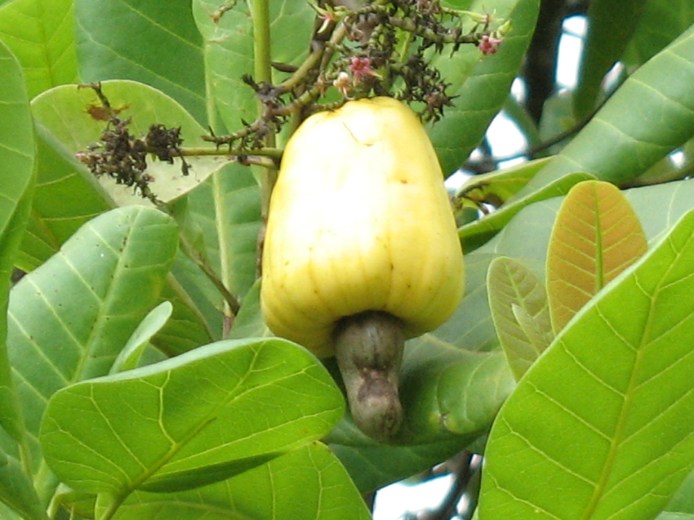 fruits