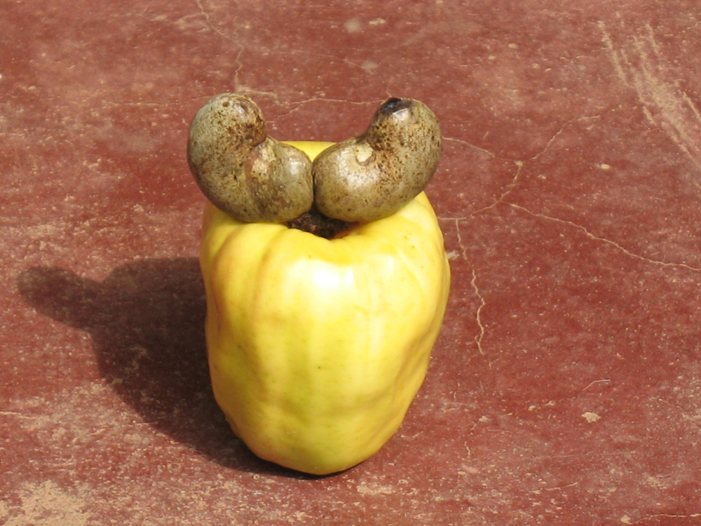 fruits