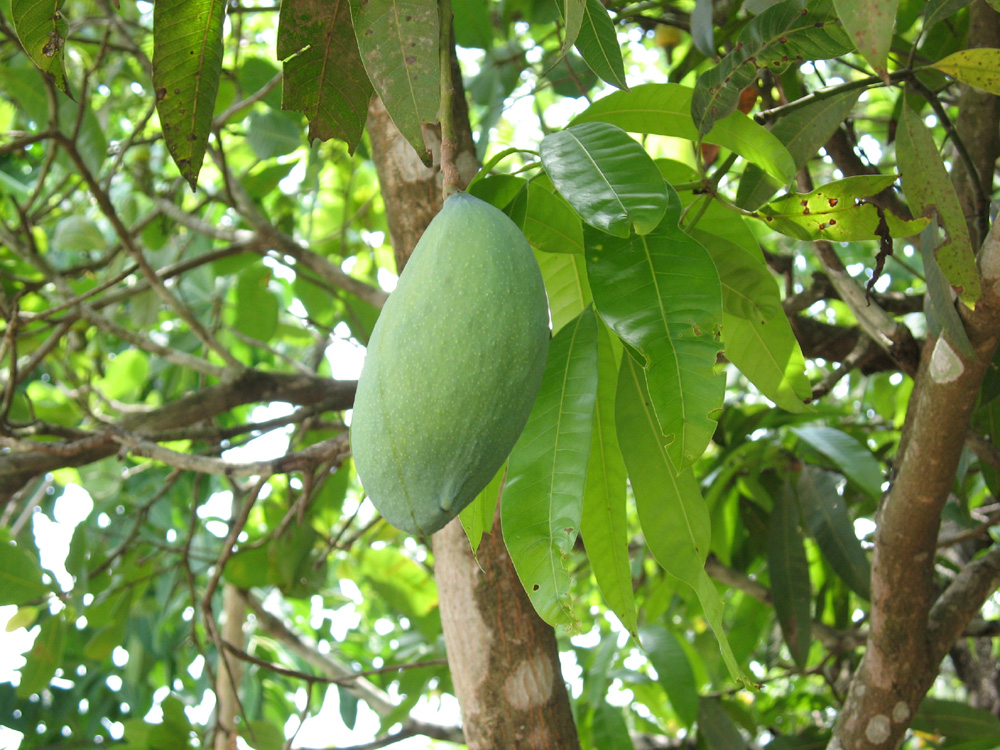 fruits