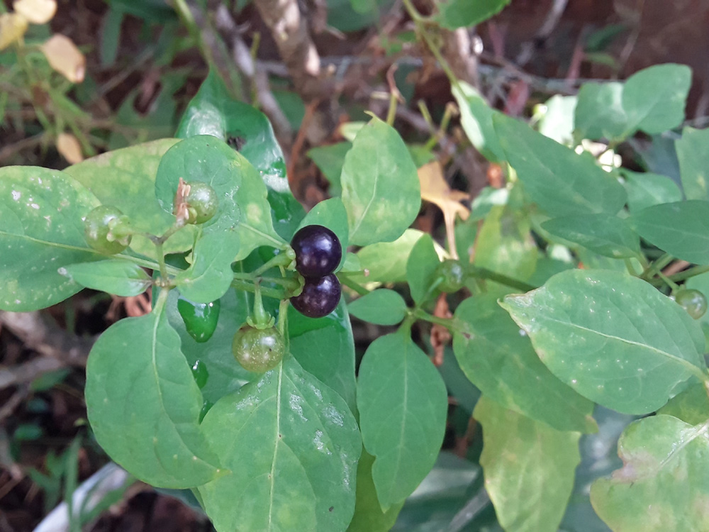 Wild berries