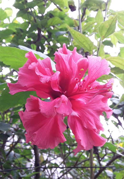Hibiscuss Pink