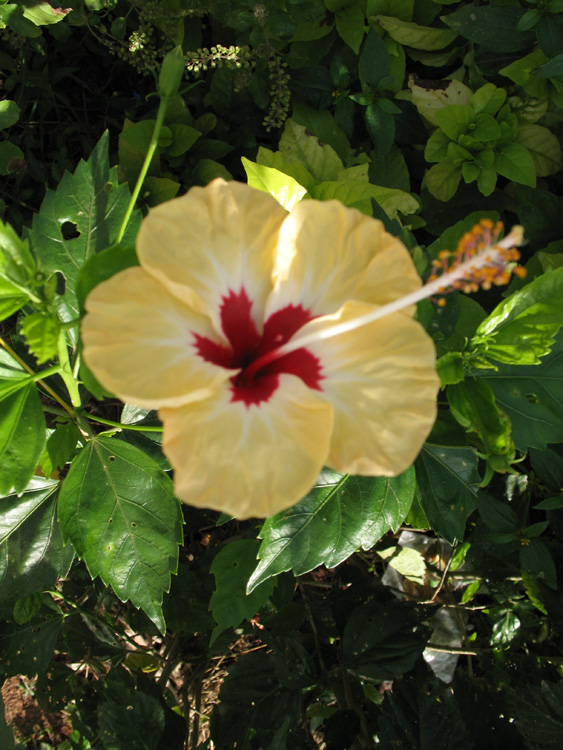 Hibiscuss Yellow