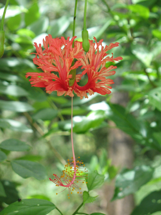 Hibiscuss Red