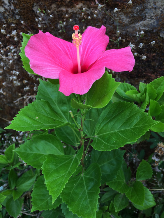 Hibiscuss Pink