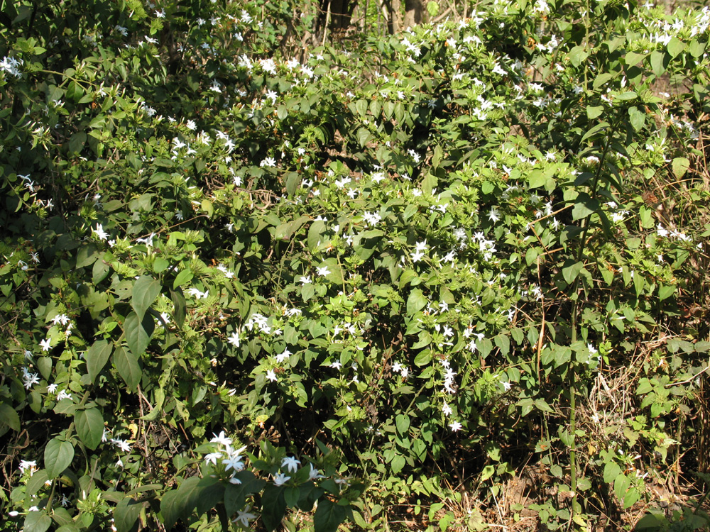 jasmine