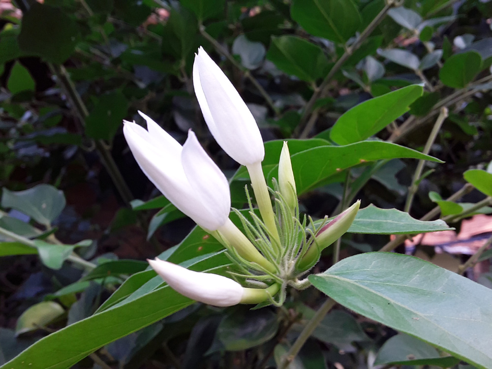 jasmine