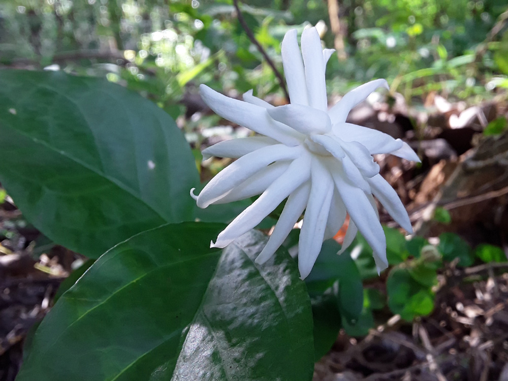 jasmine