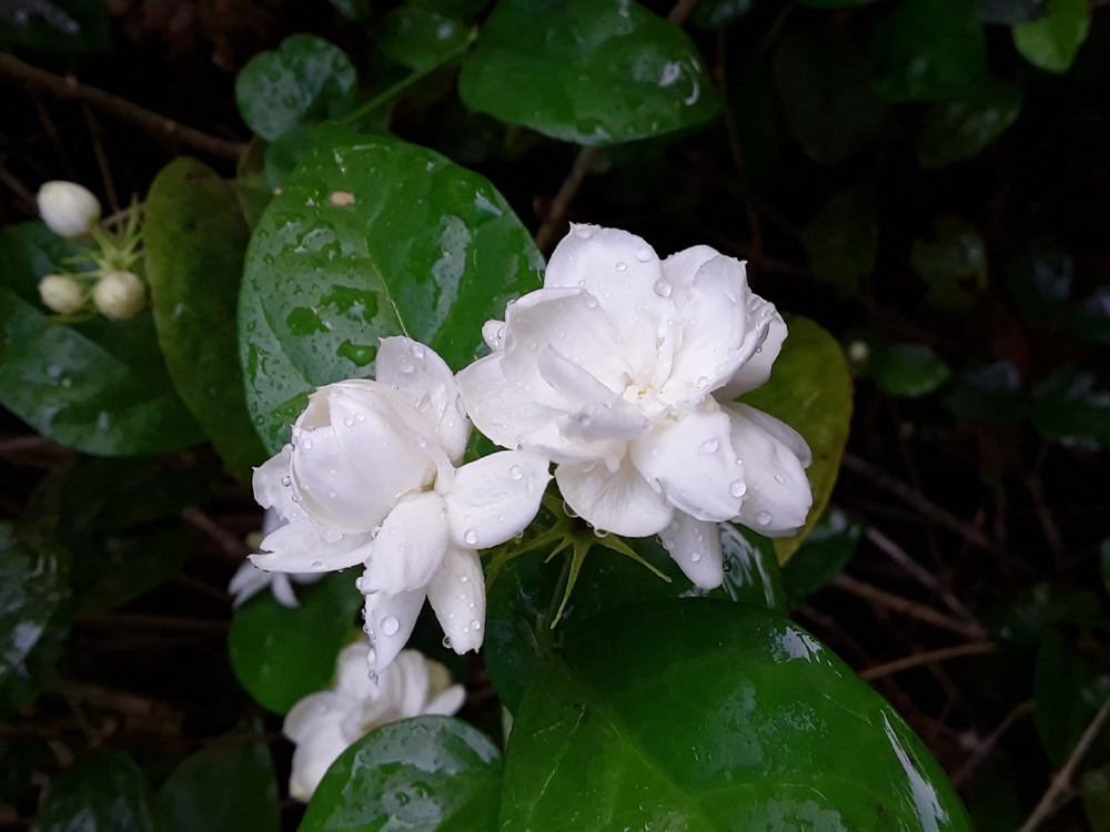 jasmine