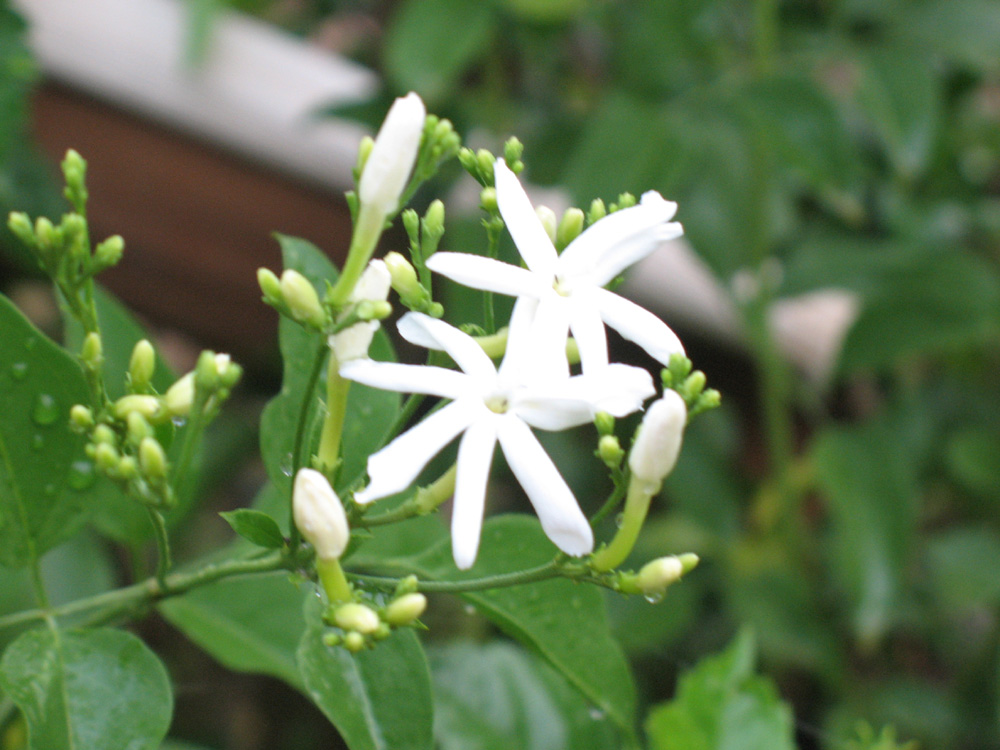 jasmine