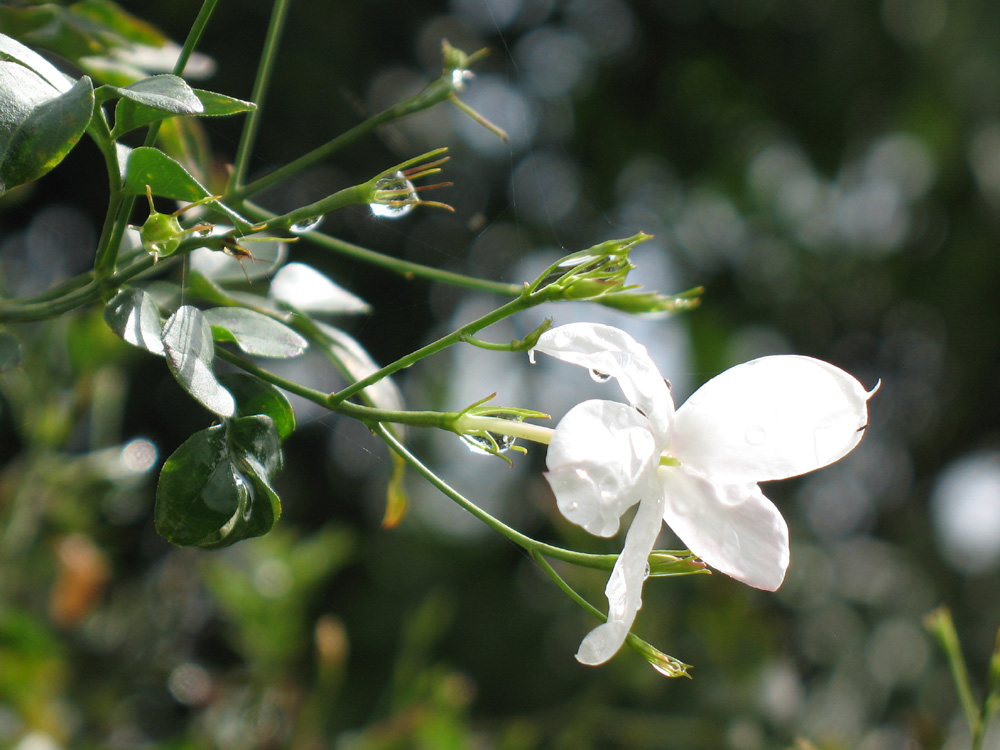 jasmine