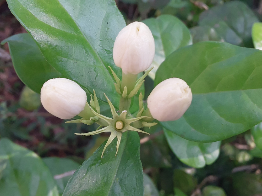 jasmine