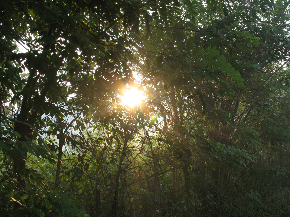 nature