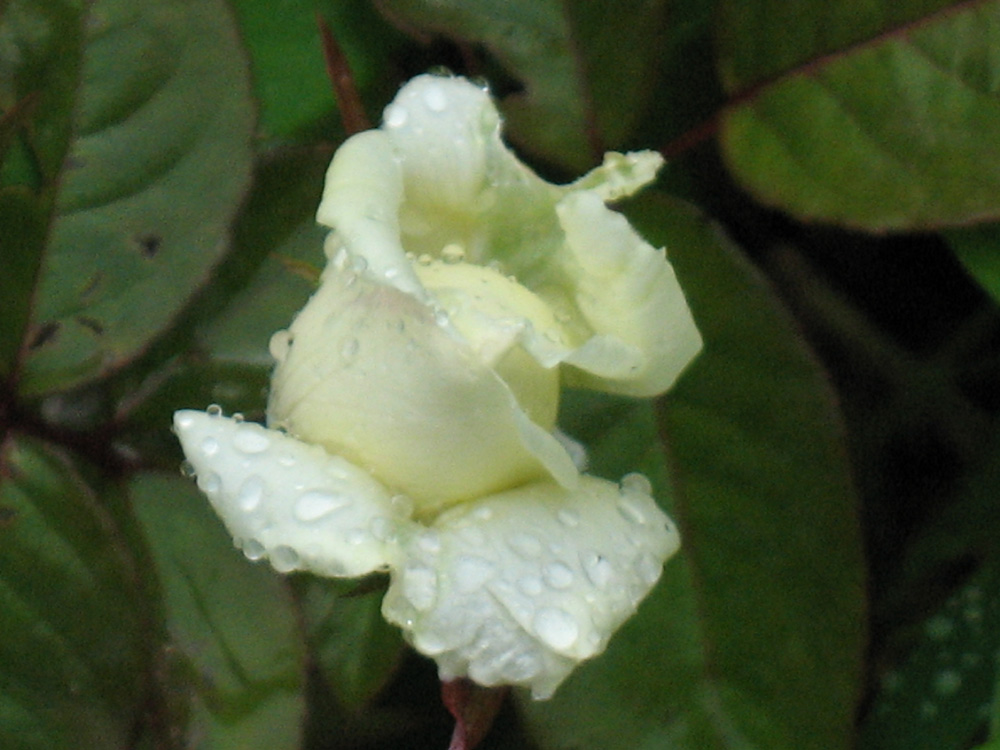 rose