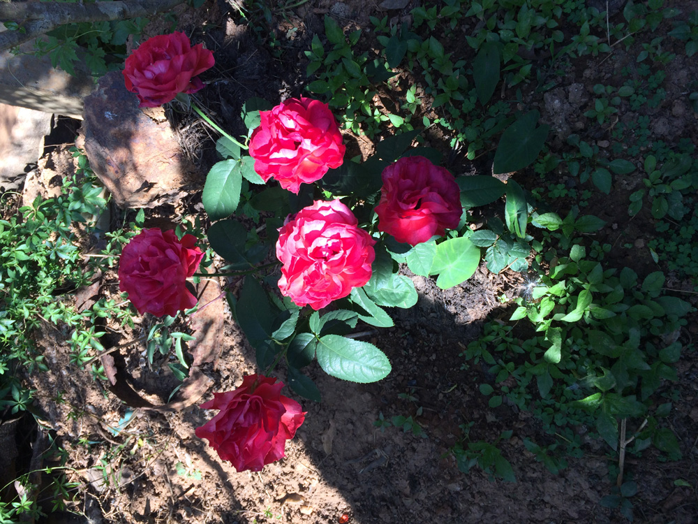 rose