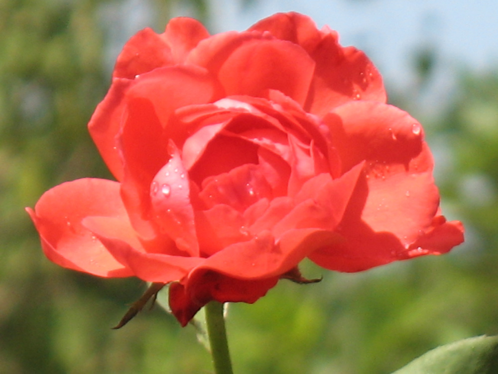 rose