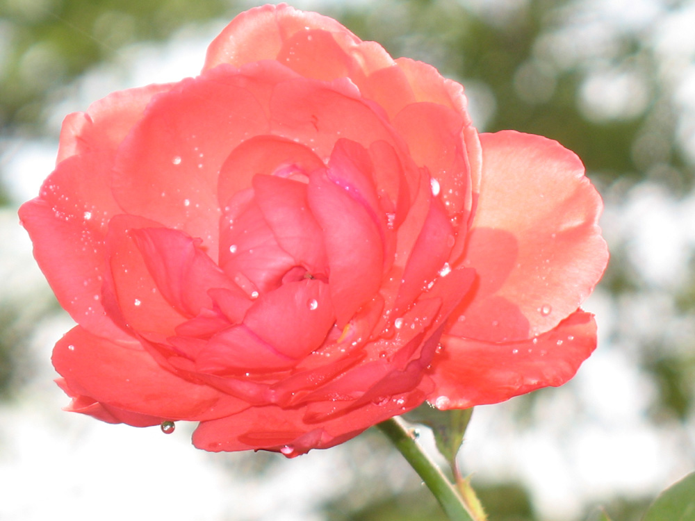 rose