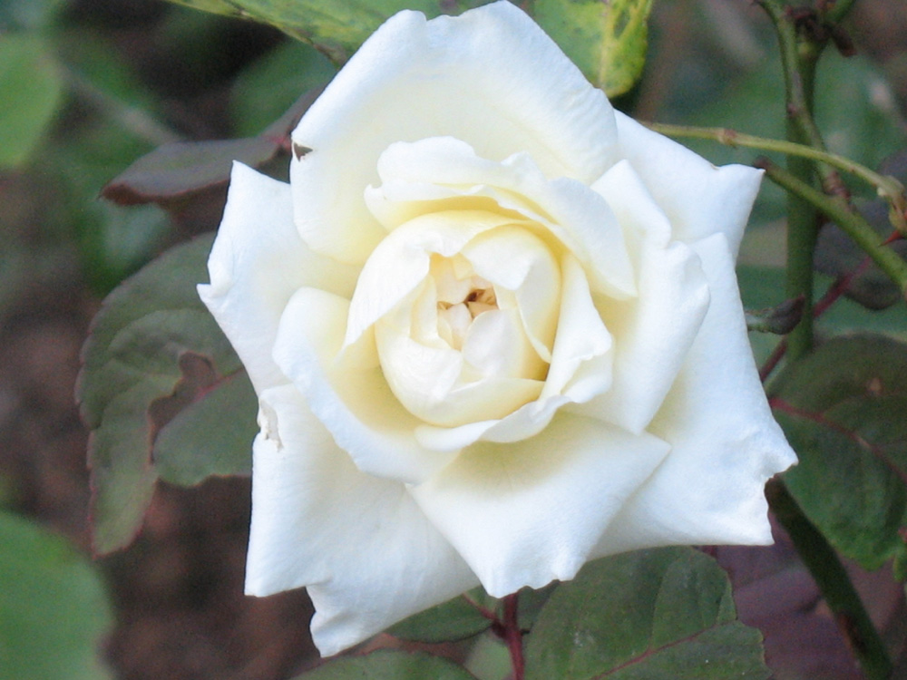 rose