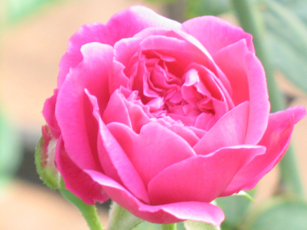 rose