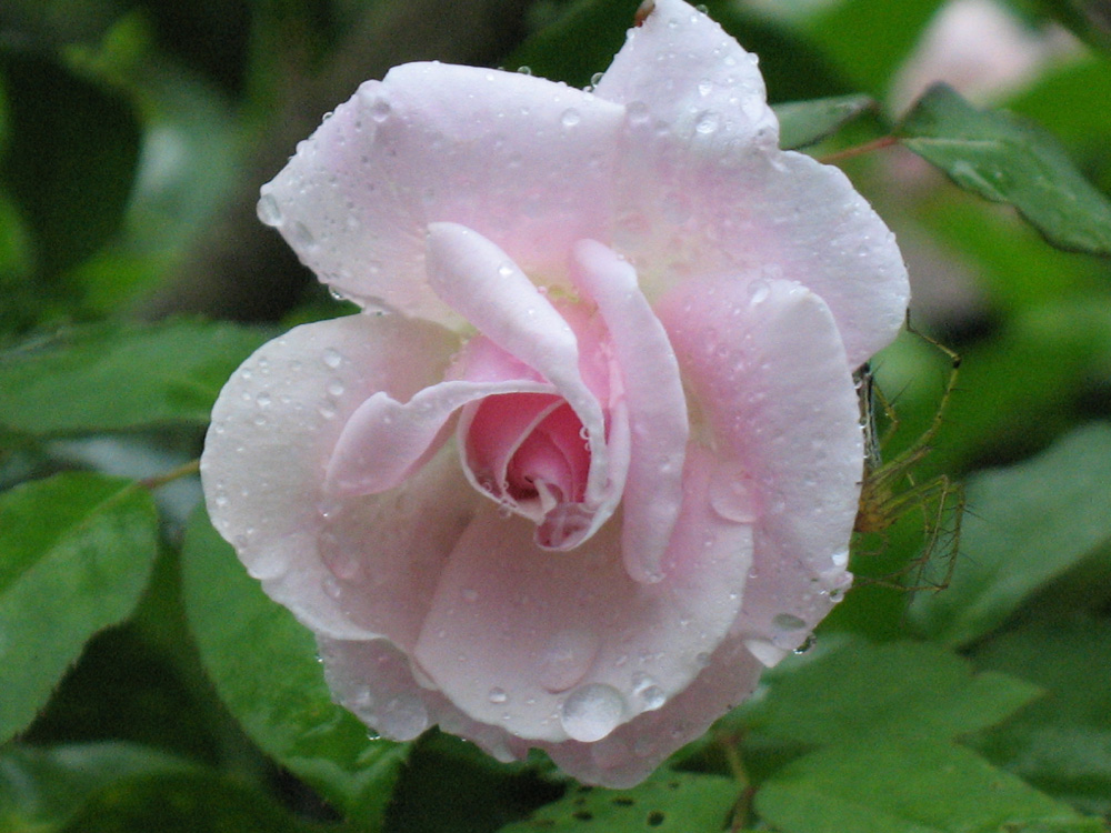 rose