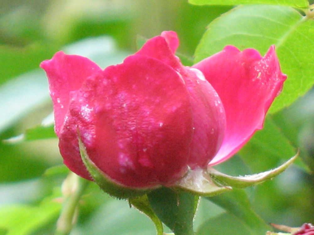 rose