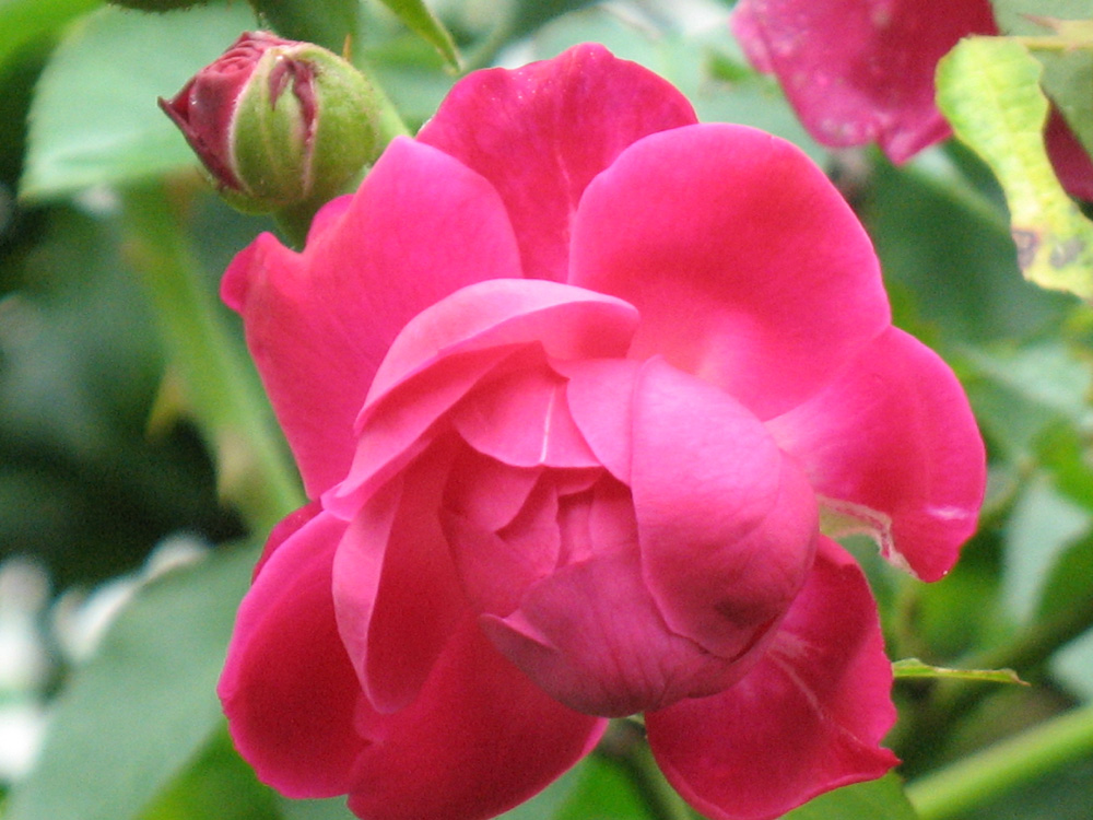 rose