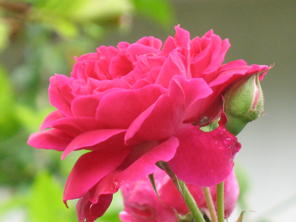 rose