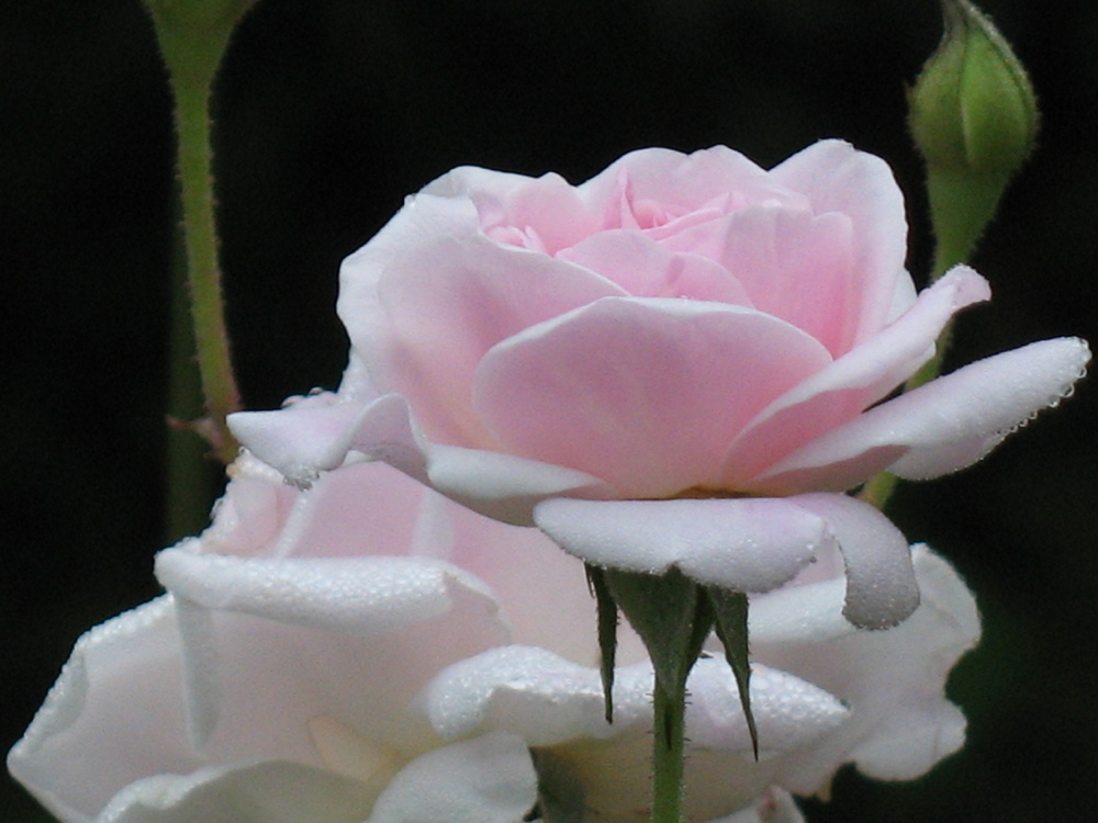 rose